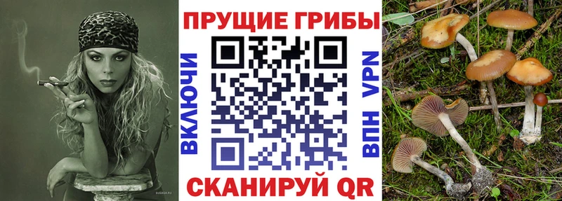Псилоцибиновые грибы Psilocybine cubensis  продажа наркотиков  Пятигорск 